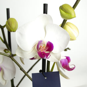 Orquídea de 1 tallo blanca