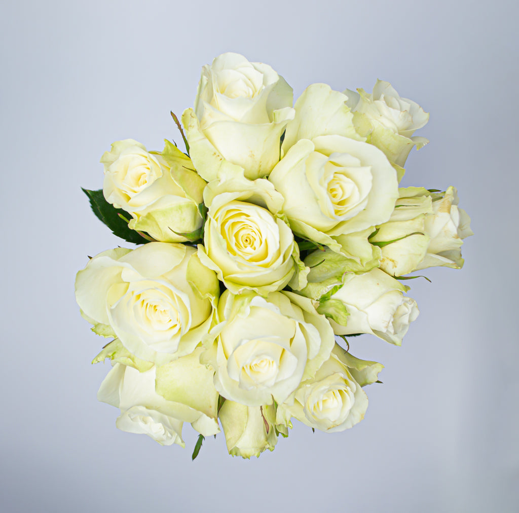 Rosas blancas de alta calidad (12 tallos) de 40cm