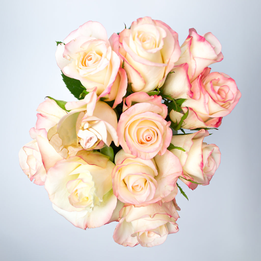 Rosas blancas de punta rosa de alta calidad (12 tallos) de 40cm