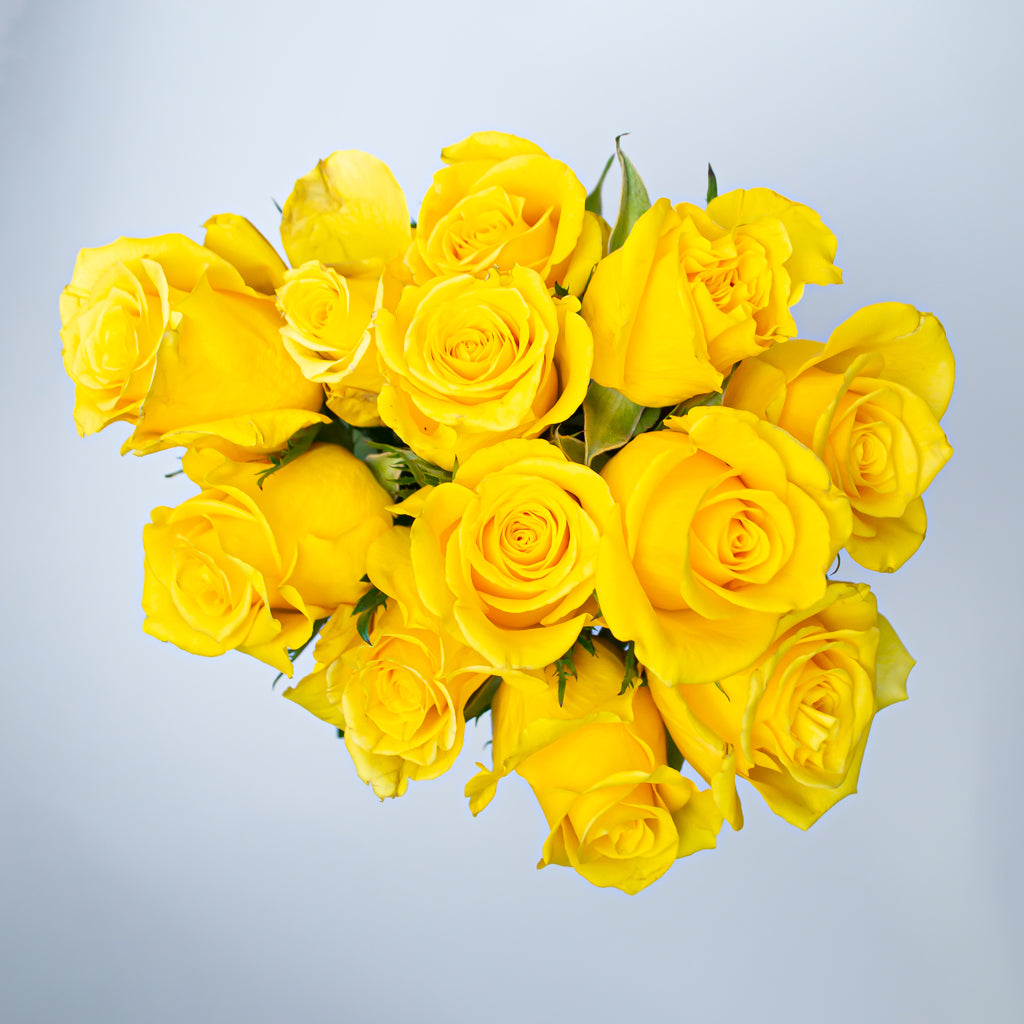 Rosas amarillas de alta calidad (12 tallos) de 40cm