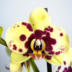 Orquídea de 2 tallos amarilla con puntos fucsia