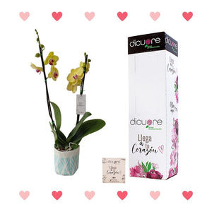 Orquídea Bicolor Premium x 2 tallos con Decobag y Caja