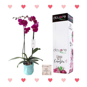 Orquídea Morada Premium x 2 tallos con Decobag y Caja