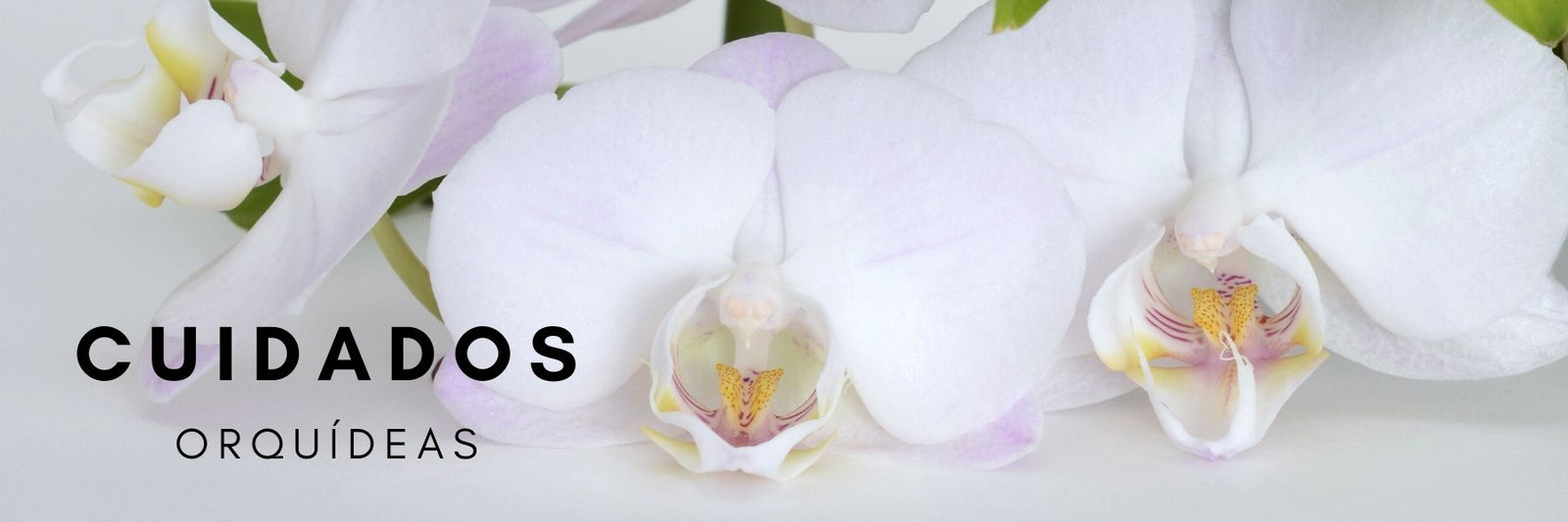 Cuidados de las Orquídeas