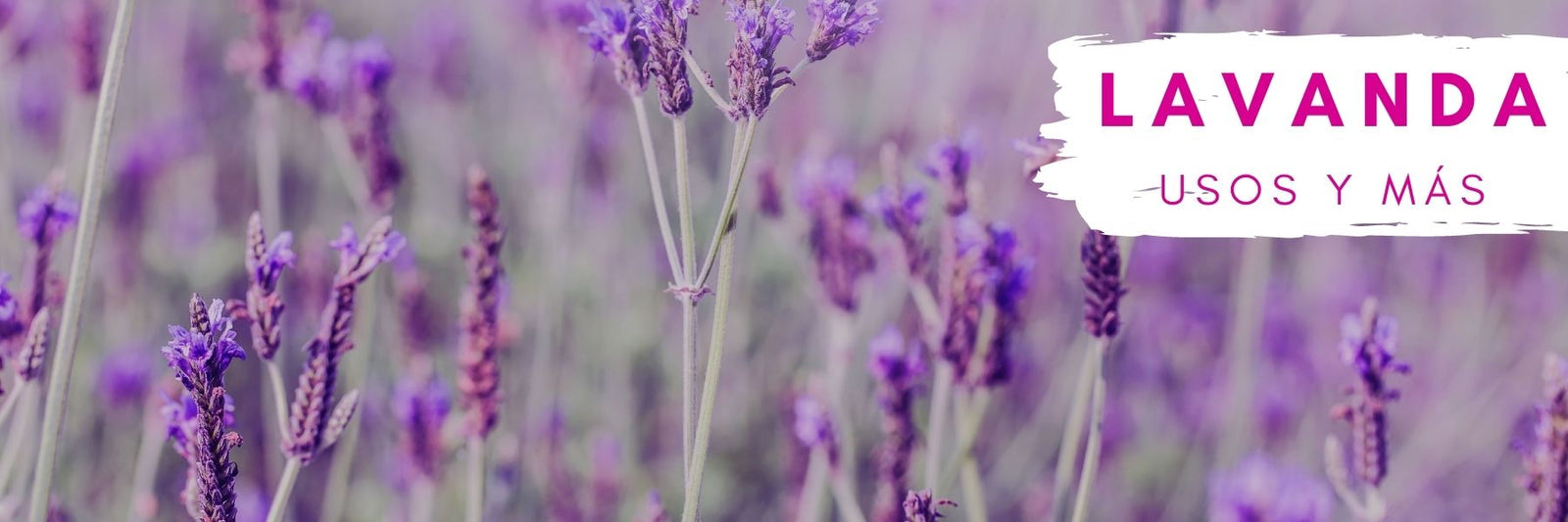 Lugares y beneficios de la Lavanda