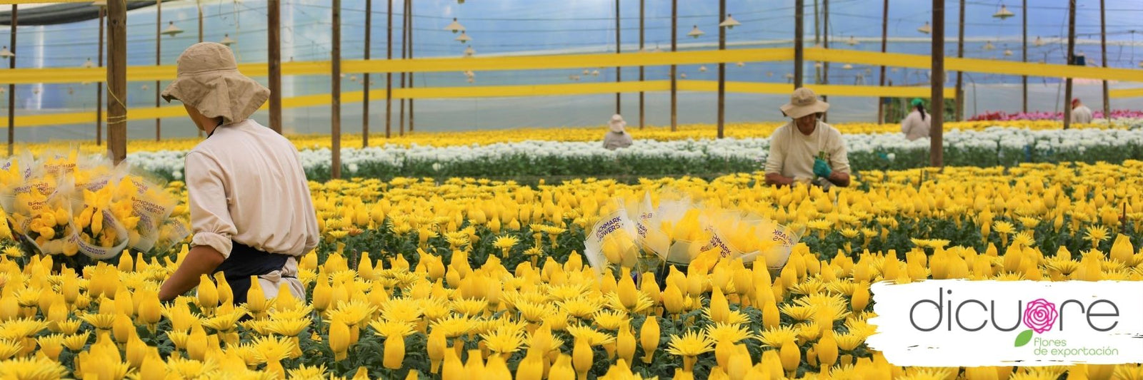 Manos cuidadosas que protegen nuestras flores