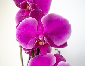 Orquídea de 1 tallo fucsia