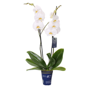 Orquídea de 2 tallos blanca
