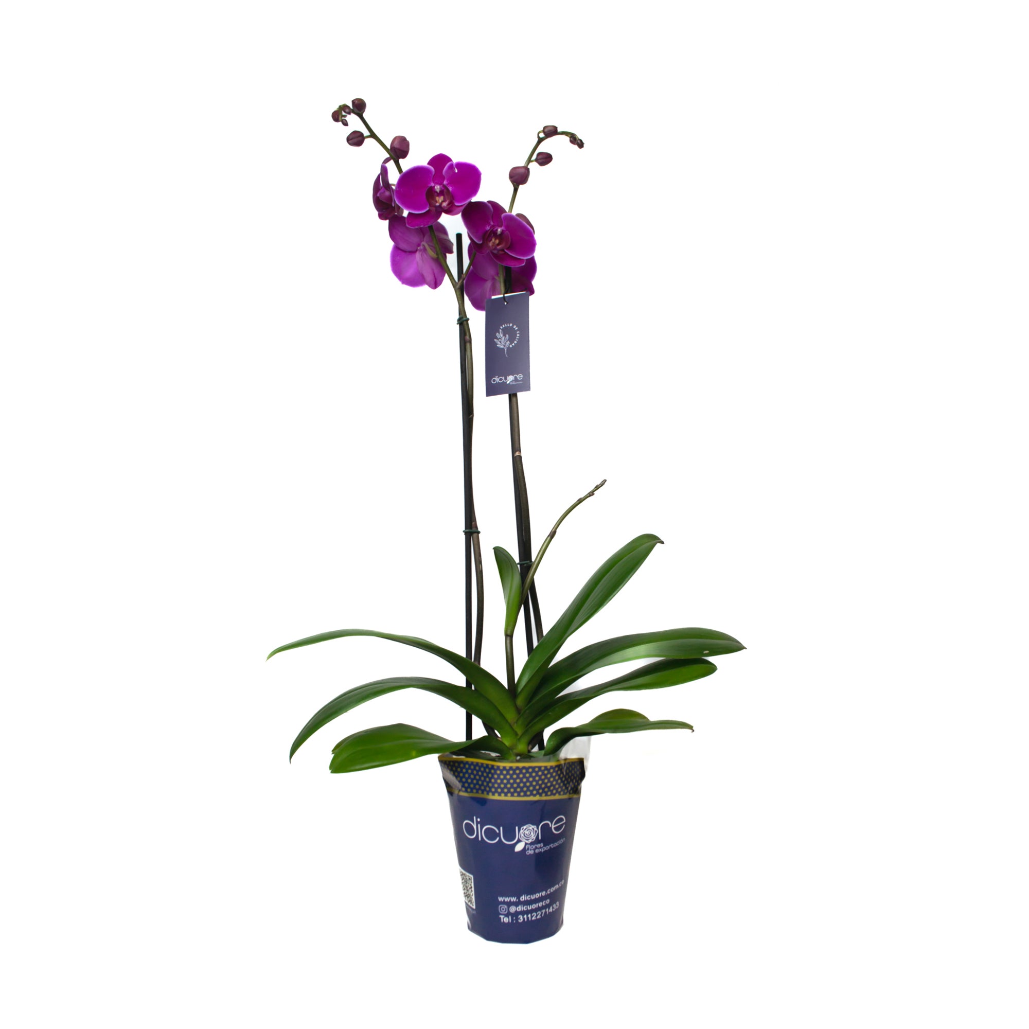 Tomar conciencia Condensar Así llamado Venta y Precio de Orquídeas Premium a Domicilio - Dicuore
