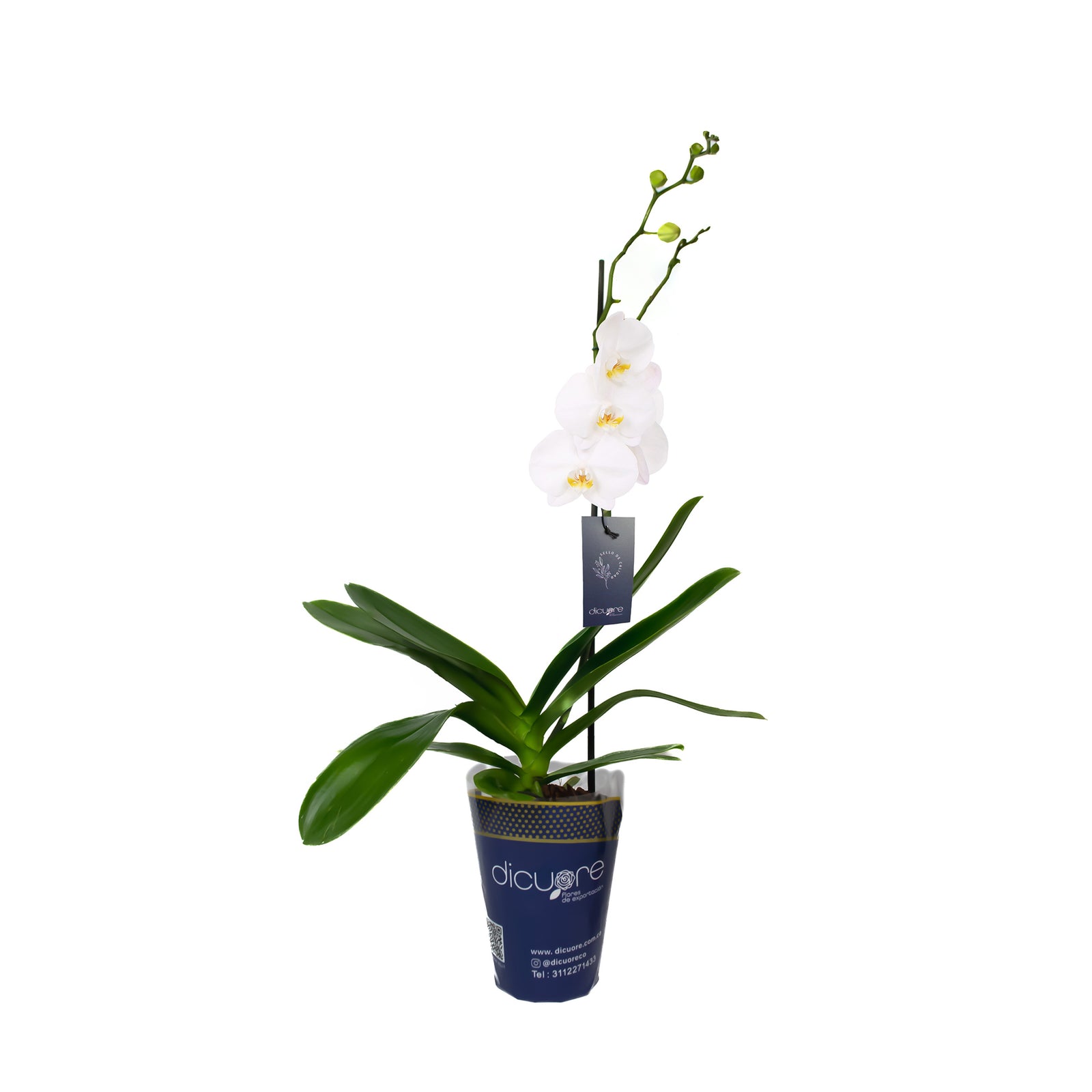 Orquídea de 1 tallo blanca