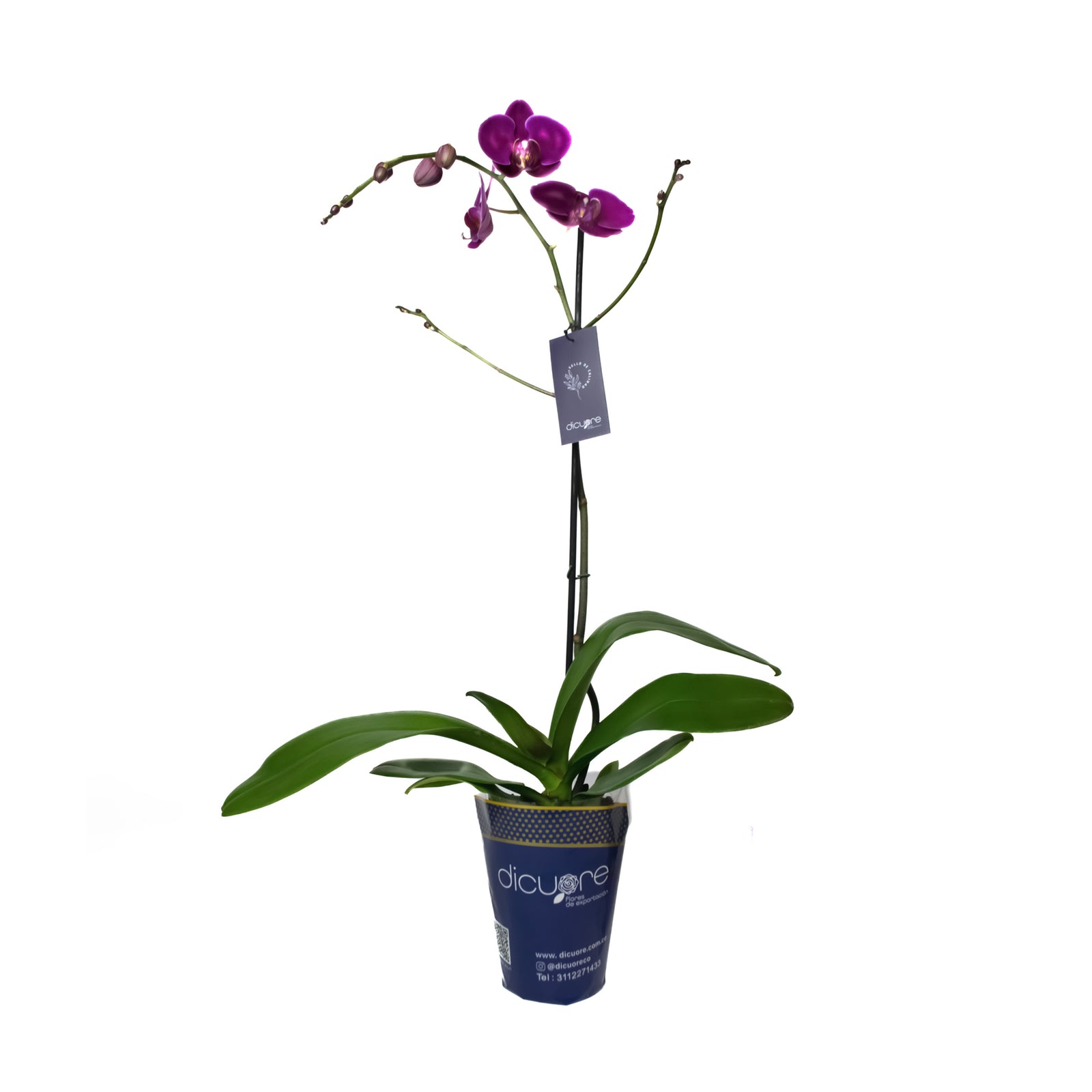 Orquídea de 1 tallo fucsia