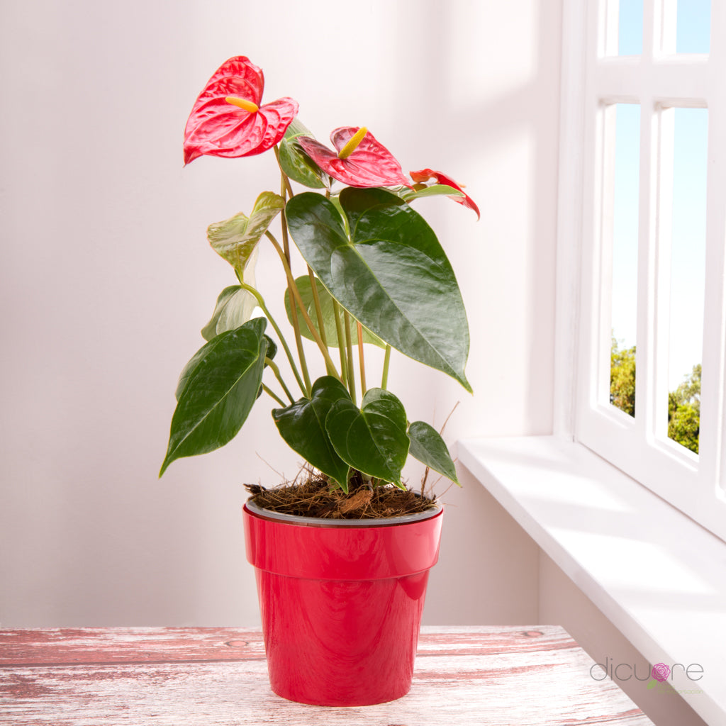 Dicuore (que en italiano significa “de corazón”) la cual quiere brindar productos con calidad, elegancia, belleza y frescura. Domicilio gratis de rosas tipo exportación, orquídeas premium, orquídeas petit, bonsáis pino, jade y buxus, alstromerias, pompones, lavanda, anturio y minivioletas. Nuestra cobertura es Bogotá, Chía, Cajicá y Cota. El regalo perfecto: rosas, orquídeas, bonsáis, flores y plantas con caja, florero o matera y tarjeta personalizada.