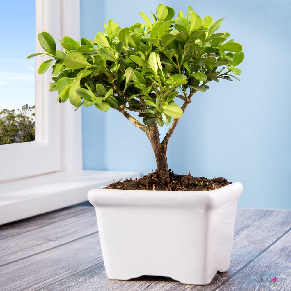 Dicuore (que en italiano significa “de corazón”) la cual quiere brindar productos con calidad, elegancia, belleza y frescura. Domicilio gratis de rosas tipo exportación, orquídeas premium, orquídeas petit, bonsáis pino, jade y buxus, alstromerias, pompones, lavanda, anturio y minivioletas. Nuestra cobertura es Bogotá, Chía, Cajicá y Cota. El regalo perfecto: rosas, orquídeas, bonsáis, flores y plantas con caja, florero o matera y tarjeta personalizada.