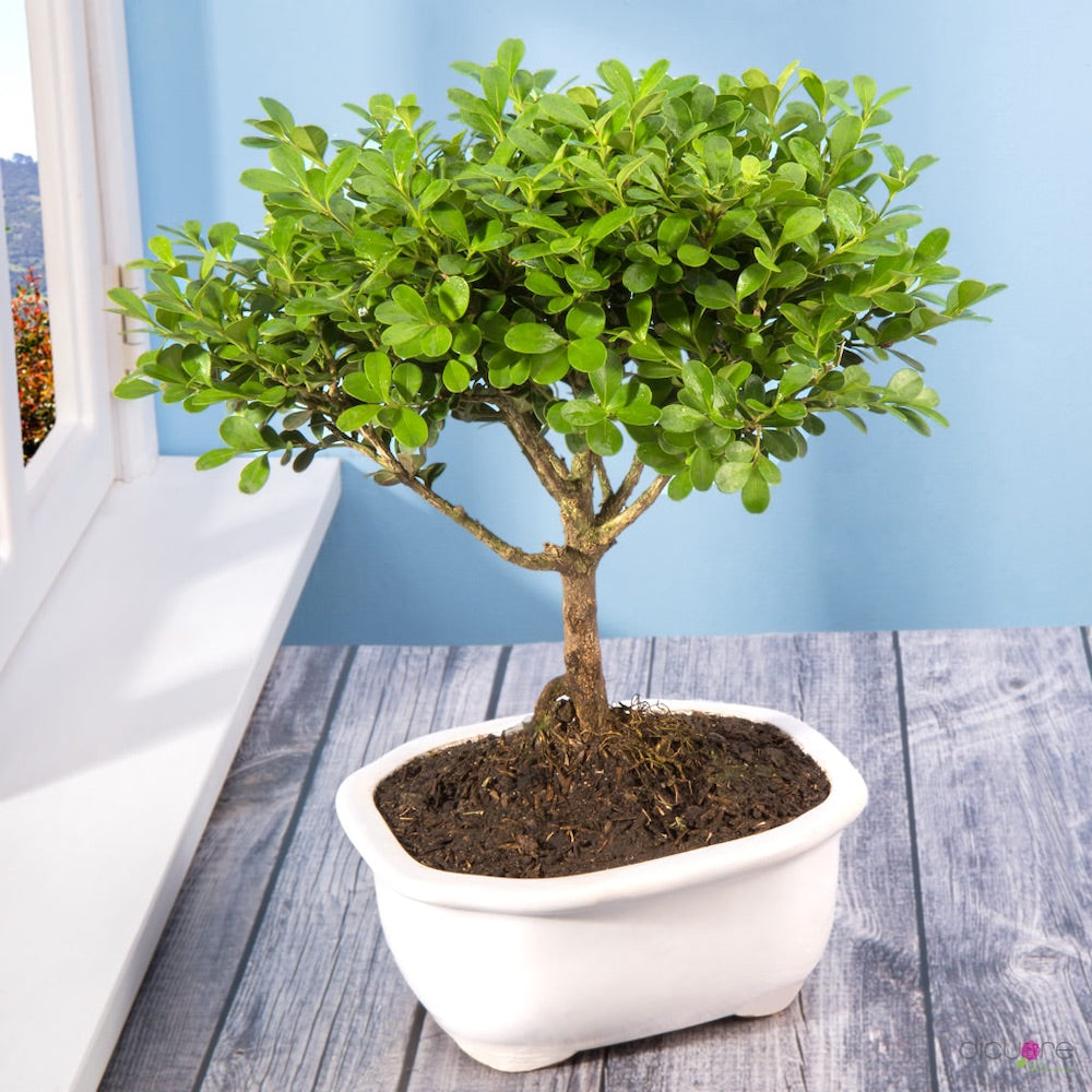 Dicuore (que en italiano significa “de corazón”) la cual quiere brindar productos con calidad, elegancia, belleza y frescura. Domicilio gratis de rosas tipo exportación, orquídeas premium, orquídeas petit, bonsáis pino, jade y buxus, alstromerias, pompones, lavanda, anturio y minivioletas. Nuestra cobertura es Bogotá, Chía, Cajicá y Cota. El regalo perfecto: rosas, orquídeas, bonsáis, flores y plantas con caja, florero o matera y tarjeta personalizada.