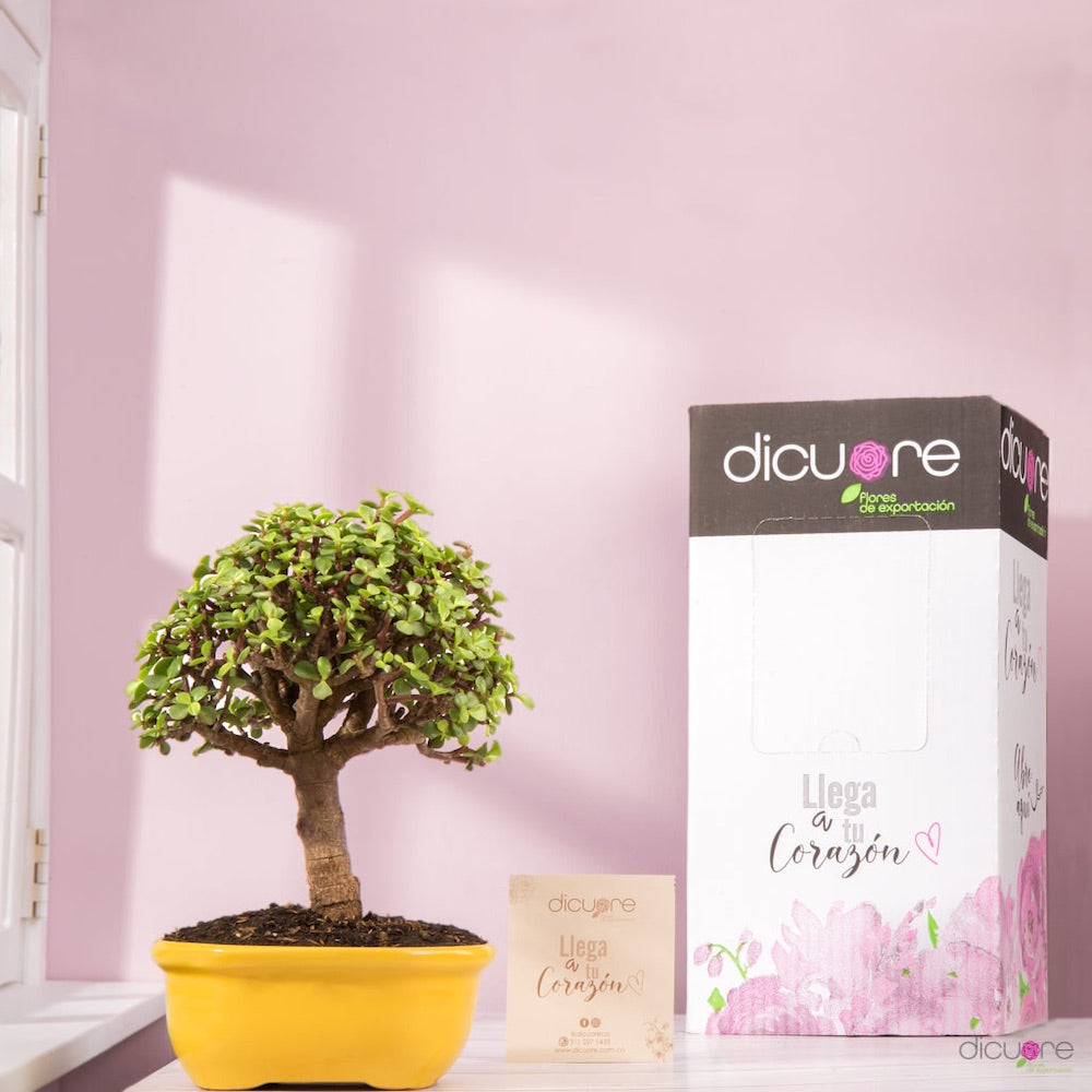 Dicuore (que en italiano significa “de corazón”) la cual quiere brindar productos con calidad, elegancia, belleza y frescura. Domicilio gratis de rosas tipo exportación, orquídeas premium, orquídeas petit, bonsáis pino, jade y buxus, alstromerias, pompones, lavanda, anturio y minivioletas. Nuestra cobertura es Bogotá, Chía, Cajicá y Cota. El regalo perfecto: rosas, orquídeas, bonsáis, flores y plantas con caja, florero o matera y tarjeta personalizada.