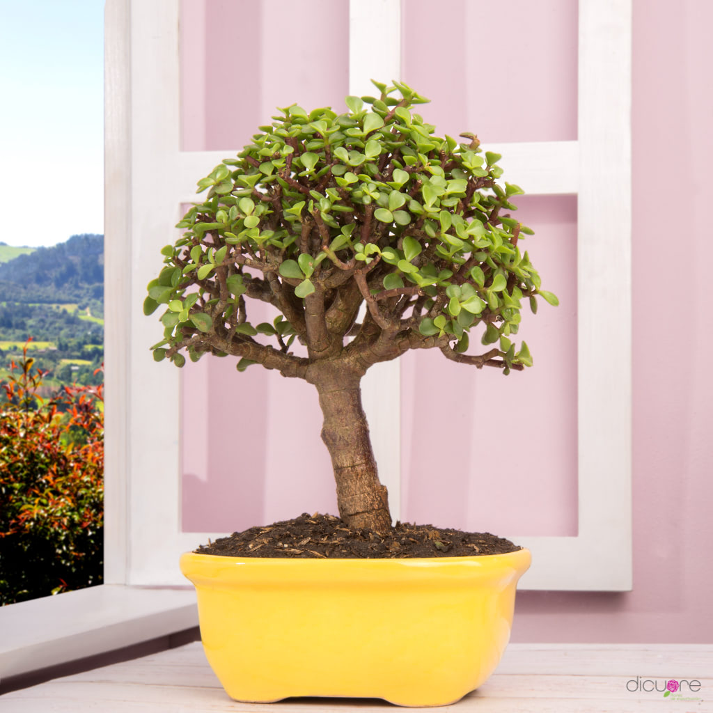 planta de jade bonsai Bonsái Jade Grande de 5 años (Caja y Matera)