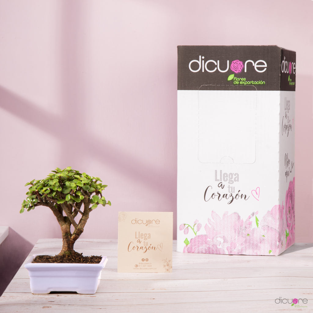Dicuore (que en italiano significa “de corazón”) la cual quiere brindar productos con calidad, elegancia, belleza y frescura. Domicilio gratis de rosas tipo exportación, orquídeas premium, orquídeas petit, bonsáis pino, jade y buxus, alstromerias, pompones, lavanda, anturio y minivioletas. Nuestra cobertura es Bogotá, Chía, Cajicá y Cota. El regalo perfecto: rosas, orquídeas, bonsáis, flores y plantas con caja, florero o matera y tarjeta personalizada.