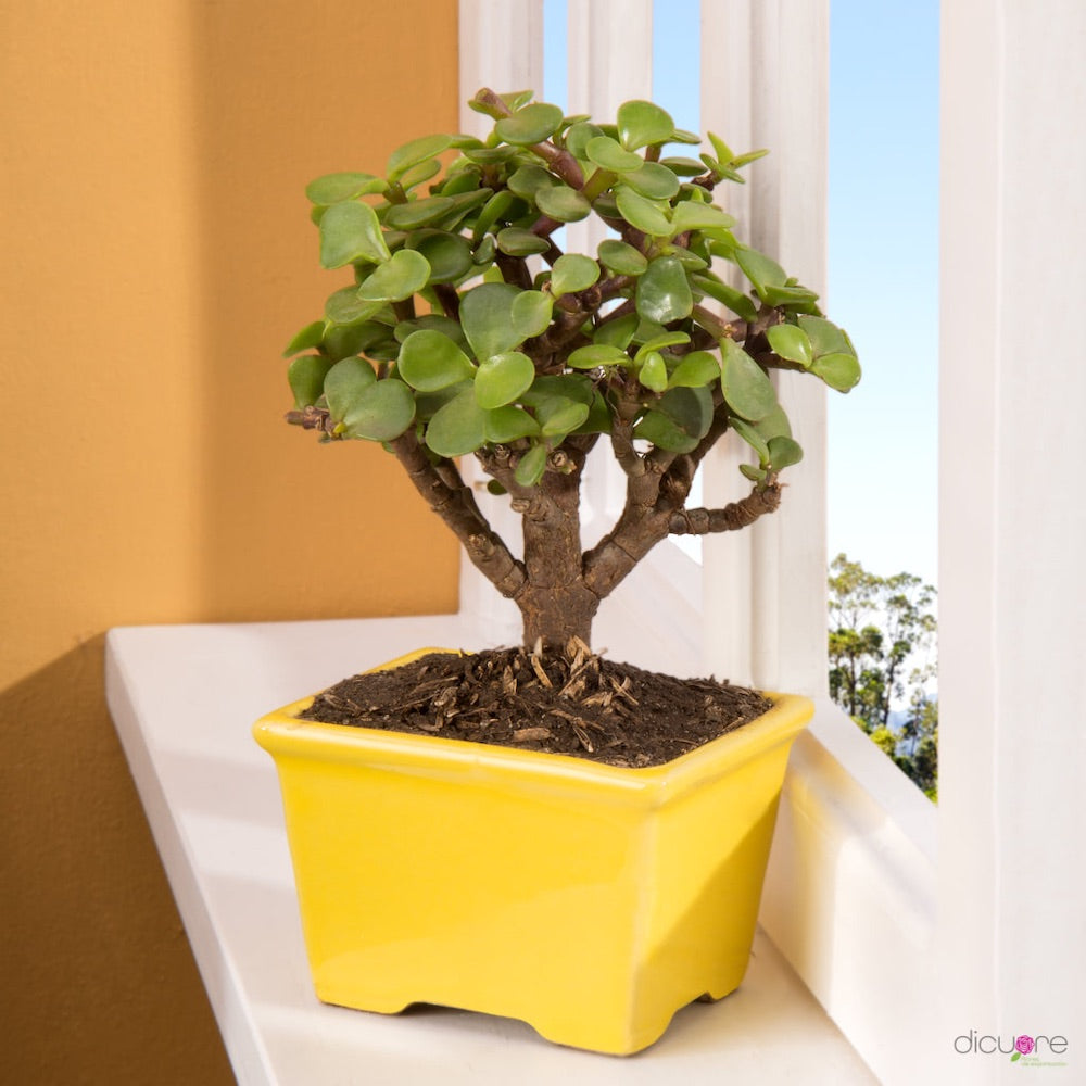 Dicuore (que en italiano significa “de corazón”) la cual quiere brindar productos con calidad, elegancia, belleza y frescura. Domicilio gratis de rosas tipo exportación, orquídeas premium, orquídeas petit, bonsáis pino, jade y buxus, alstromerias, pompones, lavanda, anturio y minivioletas. Nuestra cobertura es Bogotá, Chía, Cajicá y Cota. El regalo perfecto: rosas, orquídeas, bonsáis, flores y plantas con caja, florero o matera y tarjeta personalizada.