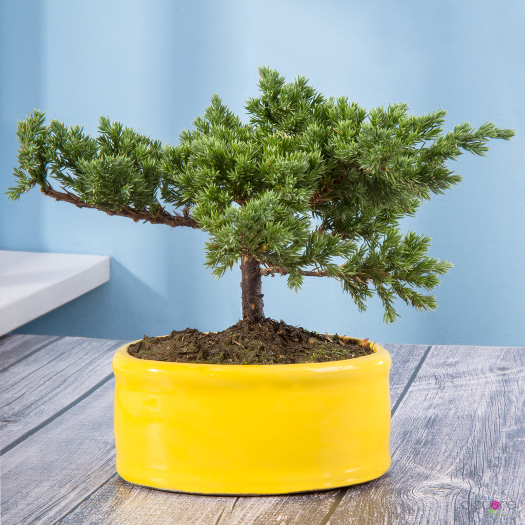 Dicuore (que en italiano significa “de corazón”) la cual quiere brindar productos con calidad, elegancia, belleza y frescura. Domicilio gratis de rosas tipo exportación, orquídeas premium, orquídeas petit, bonsáis pino, jade y buxus, alstromerias, pompones, lavanda, anturio y minivioletas. Nuestra cobertura es Bogotá, Chía, Cajicá y Cota. El regalo perfecto: rosas, orquídeas, bonsáis, flores y plantas con caja, florero o matera y tarjeta personalizada.