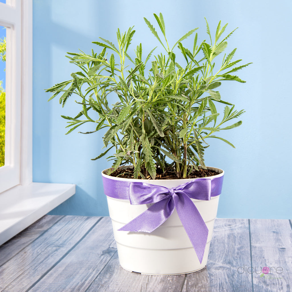 Dicuore (que en italiano significa “de corazón”) la cual quiere brindar productos con calidad, elegancia, belleza y frescura. Domicilio gratis de rosas tipo exportación, orquídeas premium, orquídeas petit, bonsáis pino, jade y buxus, alstromerias, pompones, lavanda y minivioletas. Nuestra cobertura es Bogotá, Chía, Cajicá y Cota. El regalo perfecto: rosas, orquídeas, bonsáis, flores y plantas con caja, florero o matera y tarjeta personalizada.