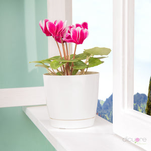 Dicuore (que en italiano significa “de corazón”) la cual quiere brindar productos con calidad, elegancia, belleza y frescura. Domicilio gratis de rosas tipo exportación, orquídeas premium, orquídeas petit, bonsáis pino, jade y buxus, alstromerias, pompones, lavanda, anturio y minivioletas. Nuestra cobertura es Bogotá, Chía, Cajicá y Cota. El regalo perfecto: rosas, orquídeas, bonsáis, flores y plantas con caja, florero o matera y tarjeta personalizada.