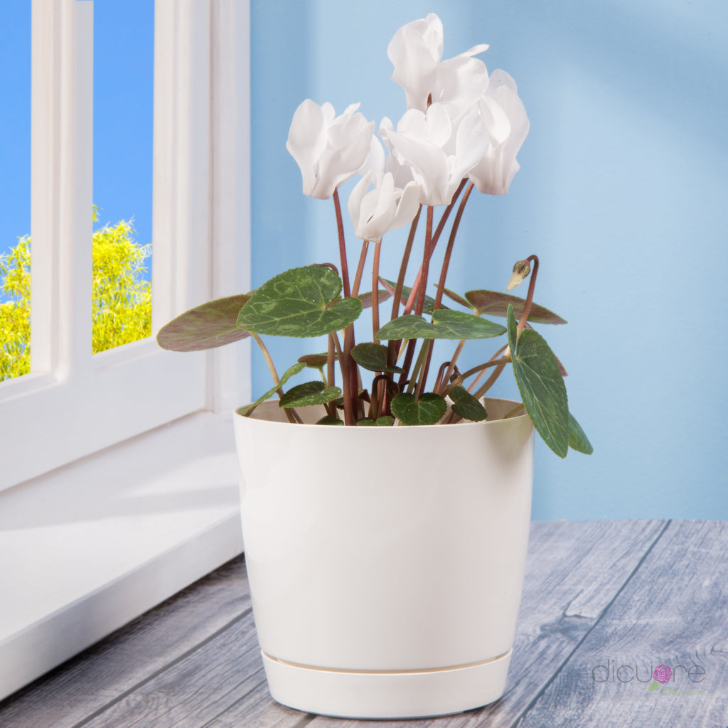 Dicuore (que en italiano significa “de corazón”) la cual quiere brindar productos con calidad, elegancia, belleza y frescura. Domicilio gratis de rosas tipo exportación, orquídeas premium, orquídeas petit, bonsáis pino, jade y buxus, alstromerias, pompones, lavanda, anturio y minivioletas. Nuestra cobertura es Bogotá, Chía, Cajicá y Cota. El regalo perfecto: rosas, orquídeas, bonsáis, flores y plantas con caja, florero o matera y tarjeta personalizada.