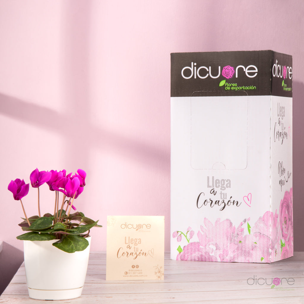 Dicuore (que en italiano significa “de corazón”) la cual quiere brindar productos con calidad, elegancia, belleza y frescura. Domicilio gratis de rosas tipo exportación, orquídeas premium, orquídeas petit, bonsáis pino, jade y buxus, alstromerias, pompones, lavanda, anturio y minivioletas. Nuestra cobertura es Bogotá, Chía, Cajicá y Cota. El regalo perfecto: rosas, orquídeas, bonsáis, flores y plantas con caja, florero o matera y tarjeta personalizada.