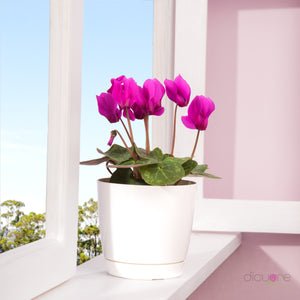 Dicuore (que en italiano significa “de corazón”) la cual quiere brindar productos con calidad, elegancia, belleza y frescura. Domicilio gratis de rosas tipo exportación, orquídeas premium, orquídeas petit, bonsáis pino, jade y buxus, alstromerias, pompones, lavanda y minivioletas. Nuestra cobertura es Bogotá, Chía, Cajicá y Cota. El regalo perfecto: rosas, orquídeas, bonsáis, flores y plantas con caja, florero o matera y tarjeta personalizada.