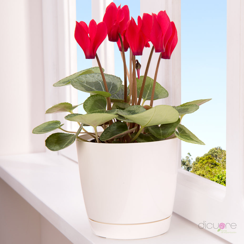 Dicuore (que en italiano significa “de corazón”) la cual quiere brindar productos con calidad, elegancia, belleza y frescura. Domicilio gratis de rosas tipo exportación, orquídeas premium, orquídeas petit, bonsáis pino, jade y buxus, alstromerias, pompones, lavanda, anturio y minivioletas. Nuestra cobertura es Bogotá, Chía, Cajicá y Cota. El regalo perfecto: rosas, orquídeas, bonsáis, flores y plantas con caja, florero o matera y tarjeta personalizada.