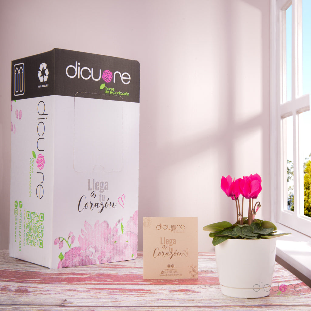 Dicuore (que en italiano significa “de corazón”) la cual quiere brindar productos con calidad, elegancia, belleza y frescura. Domicilio gratis de rosas tipo exportación, orquídeas premium, orquídeas petit, bonsáis pino, jade y buxus, alstromerias, pompones, lavanda, anturio y minivioletas. Nuestra cobertura es Bogotá, Chía, Cajicá y Cota. El regalo perfecto: rosas, orquídeas, bonsáis, flores y plantas con caja, florero o matera y tarjeta personalizada.