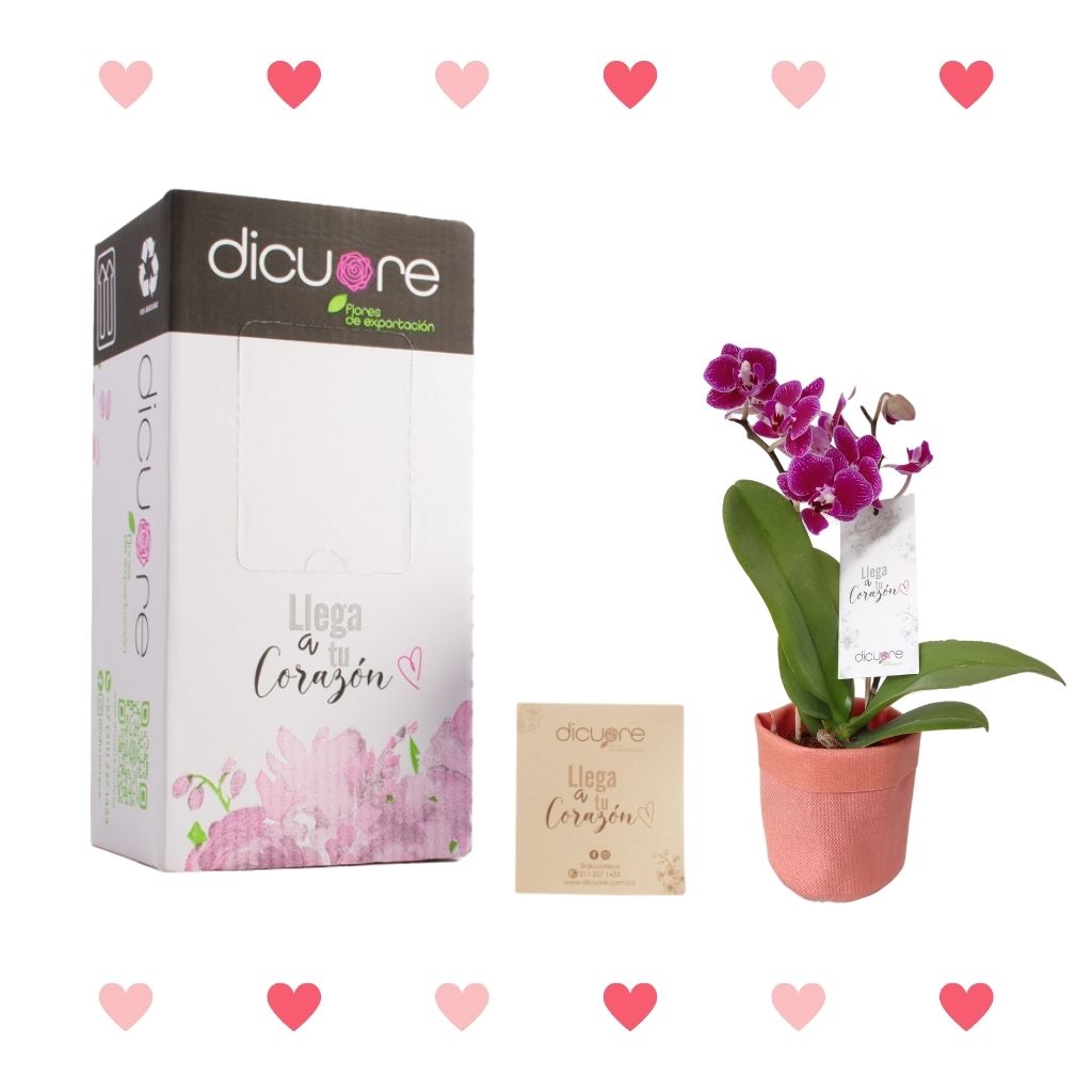 Orquídea Petit Bicolor con Decobag y Caja