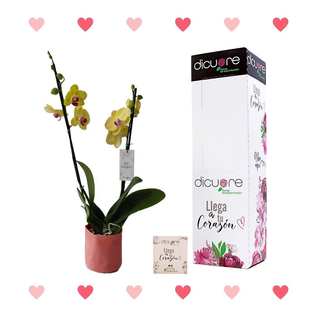 Orquídea Bicolor Premium x 2 tallos con Decobag y Caja
