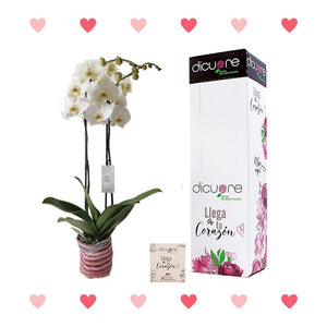 Orquídea Blanca Premium x 2 tallos con Decobag y Caja