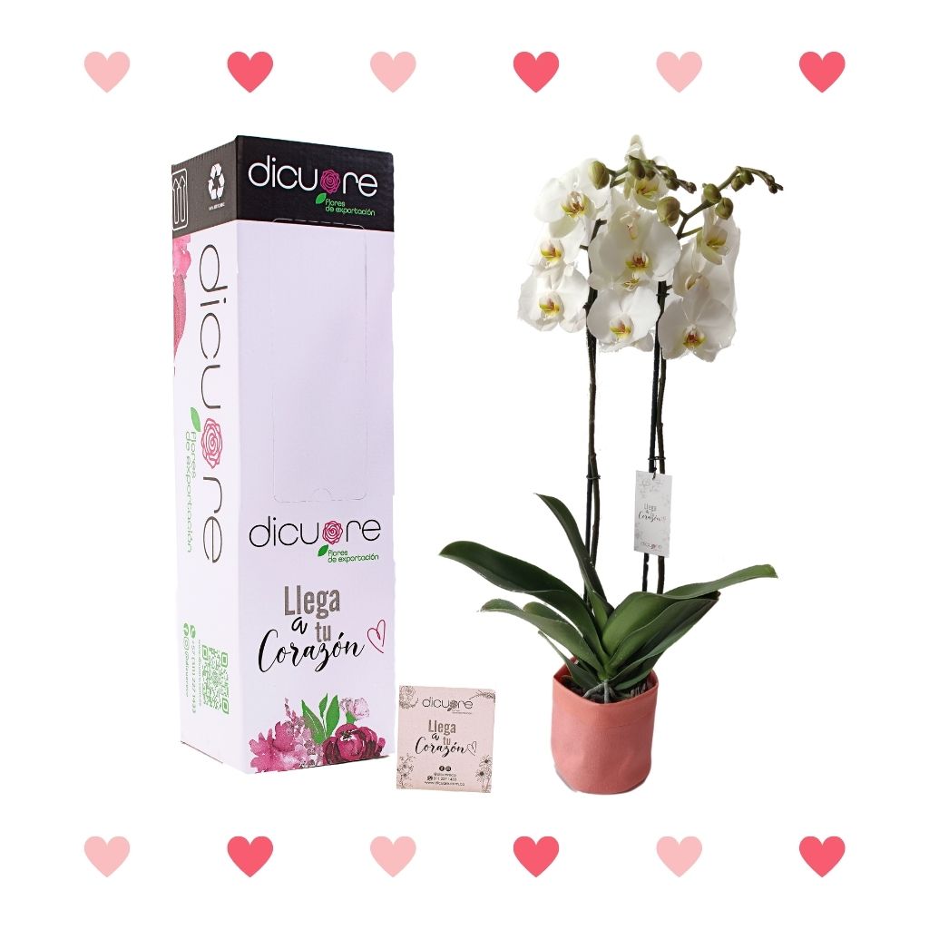 Orquídea Blanca Premium x 2 tallos con Decobag y Caja