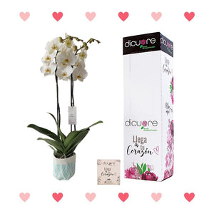 Orquídea Blanca Premium x 2 tallos con Decobag y Caja