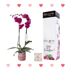 Orquídea Morada Premium x 2 tallos con Decobag y Caja