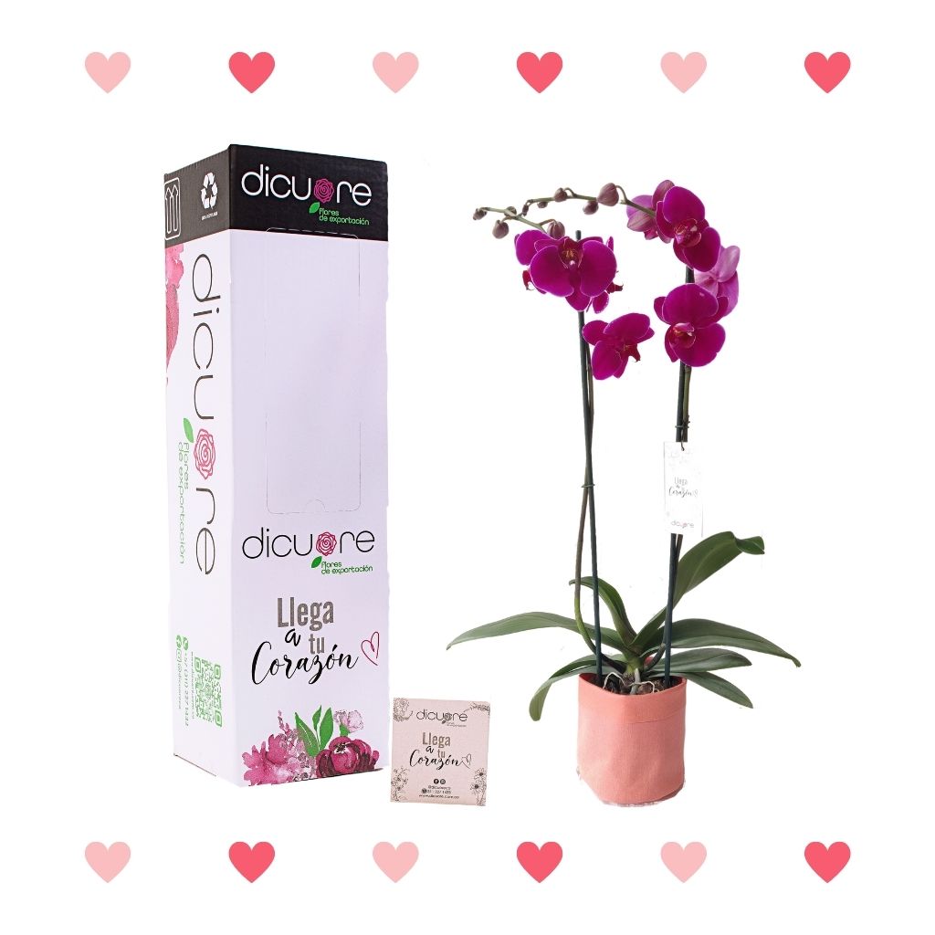 Orquídea Morada Premium x 2 tallos con Decobag y Caja