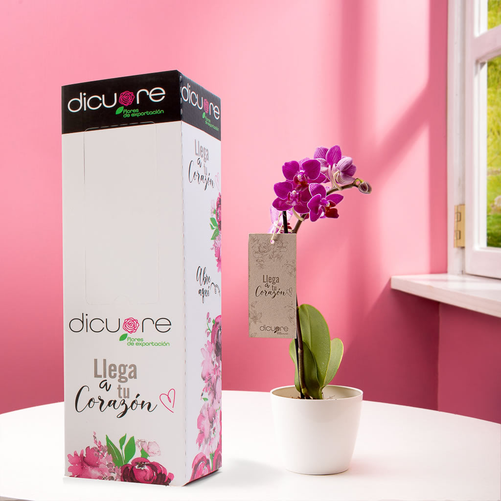 Dicuore (que en italiano significa “de corazón”) la cual quiere brindar productos con calidad, elegancia, belleza y frescura. Domicilio gratis de rosas tipo exportación, orquídeas premium, orquídeas petit, bonsáis pino, jade y buxus, alstromerias, pompones, lavanda, anturio y minivioletas. Nuestra cobertura es Bogotá, Chía, Cajicá y Cota. El regalo perfecto: rosas, orquídeas, bonsáis, flores y plantas con caja, florero o matera y tarjeta personalizada.